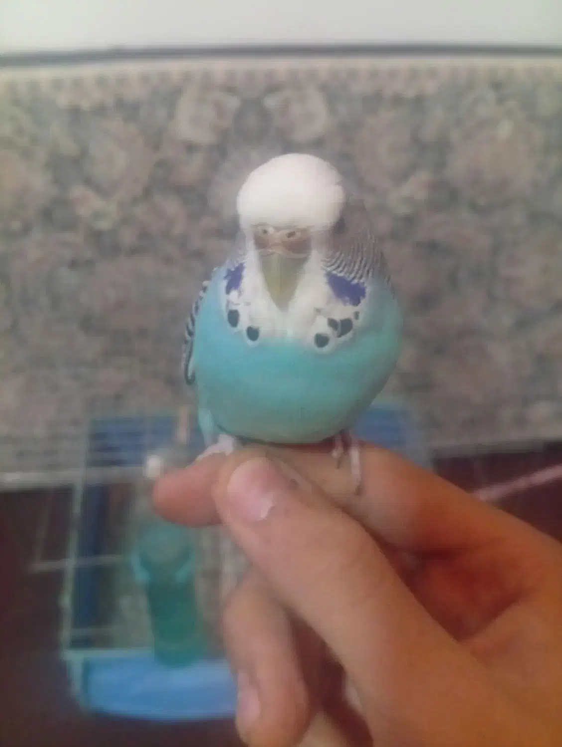 مرغ عشق مولد اینگلیسی دستی|پرنده|قدس, شهر‌قدس|دیوار