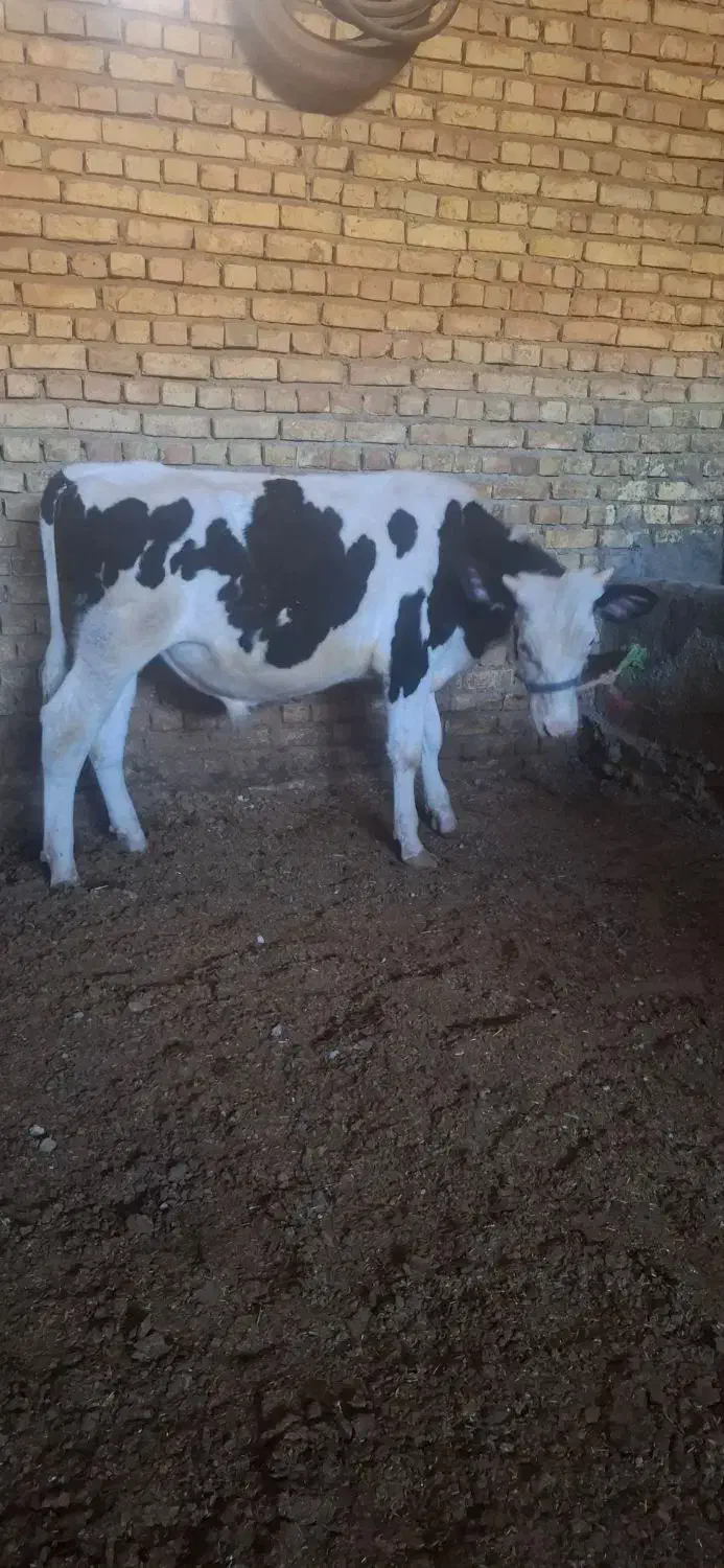 گوساله نر سمینتال گاو|حیوانات مزرعه|گلپایگان, |دیوار