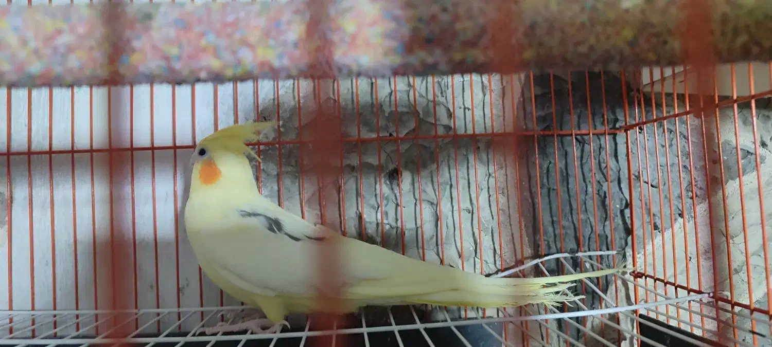 عروس هلندی آلبینو مهر.. لوتینو تک خال زعفرونی ماده|پرنده|تایباد, |دیوار