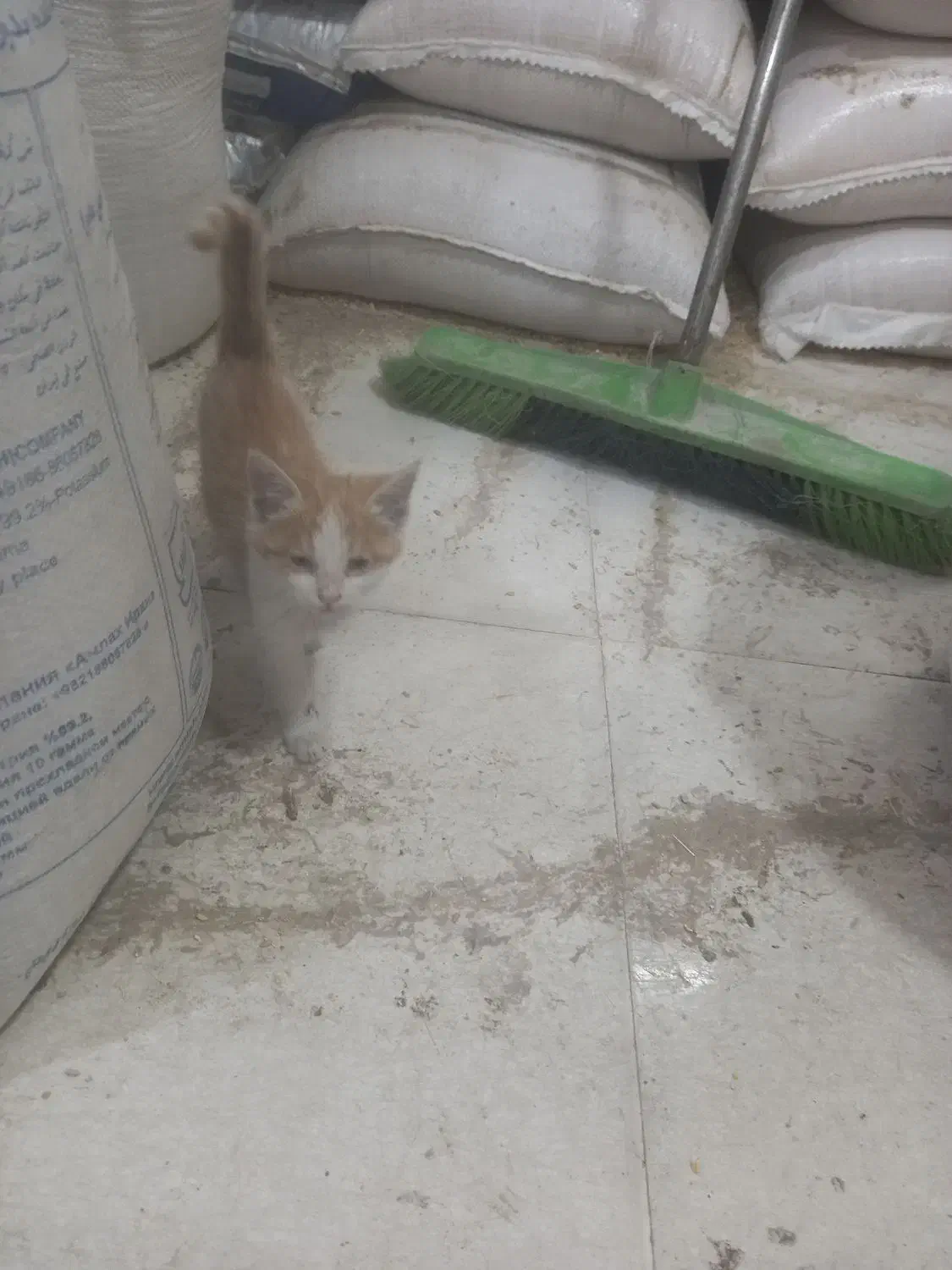 واگذاری گربه|گربه|یزد, |دیوار