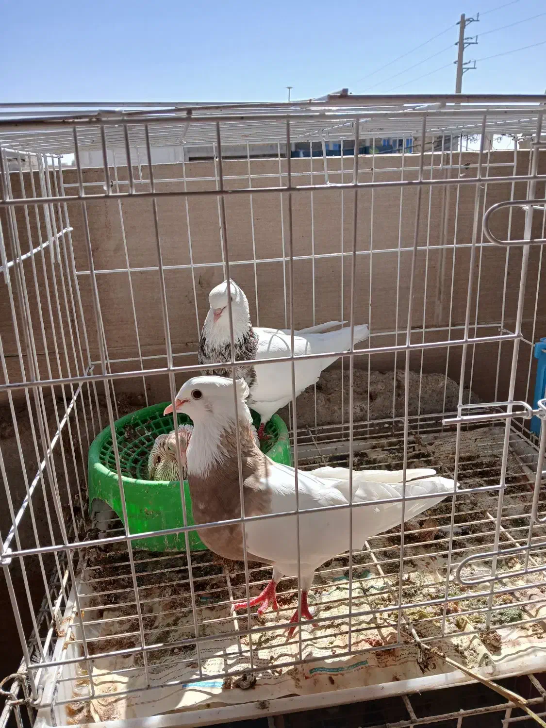 کبوتر طوقی|پرنده|برازجان, |دیوار