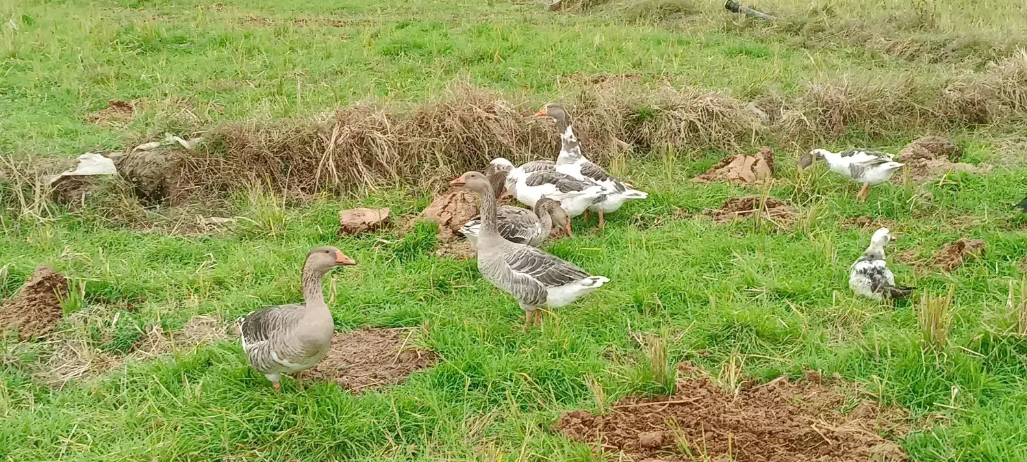 غاز|حیوانات مزرعه|کومله, |دیوار