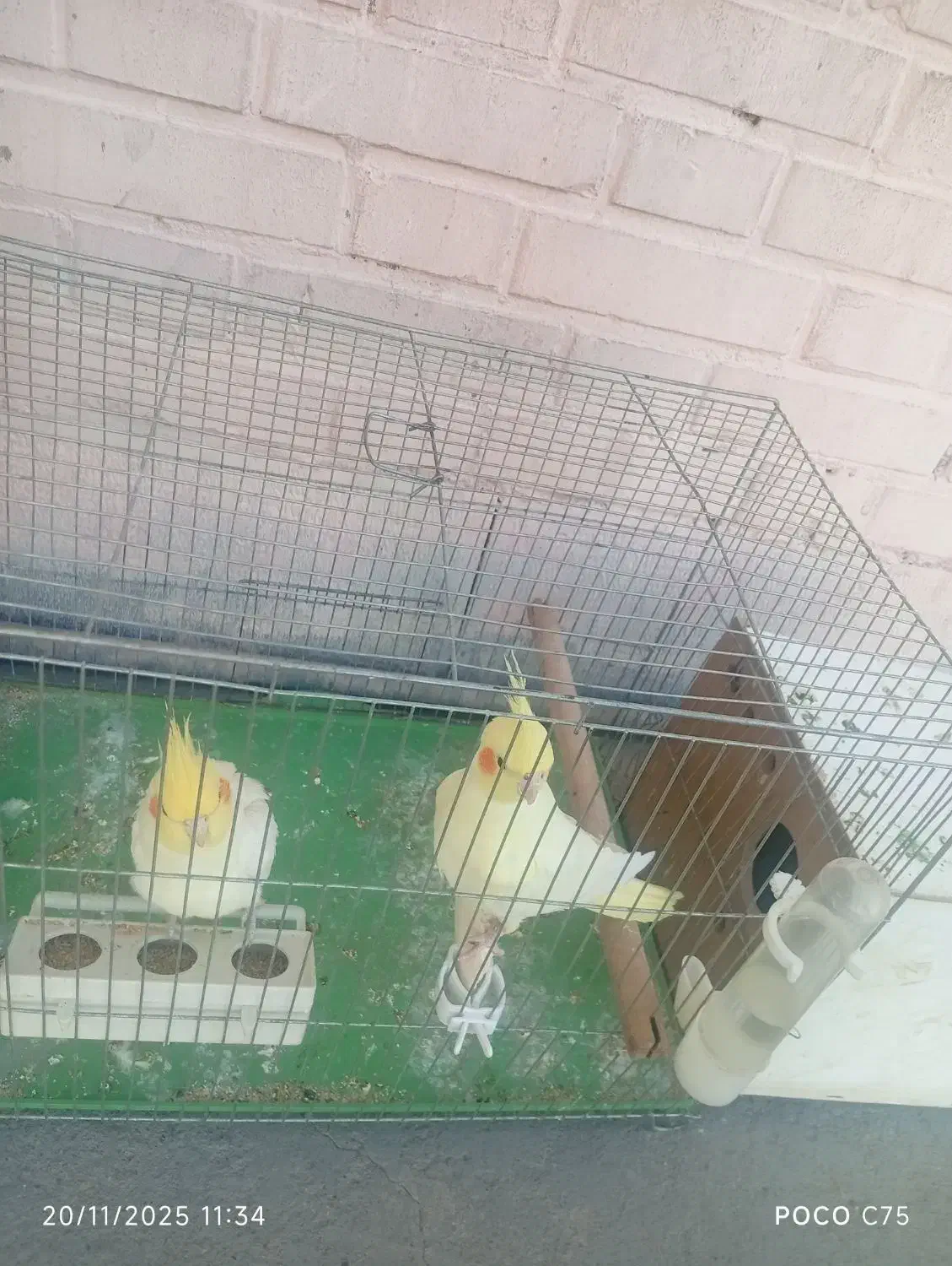 عروس هلندی|پرنده|اهواز, کیانپارس |دیوار