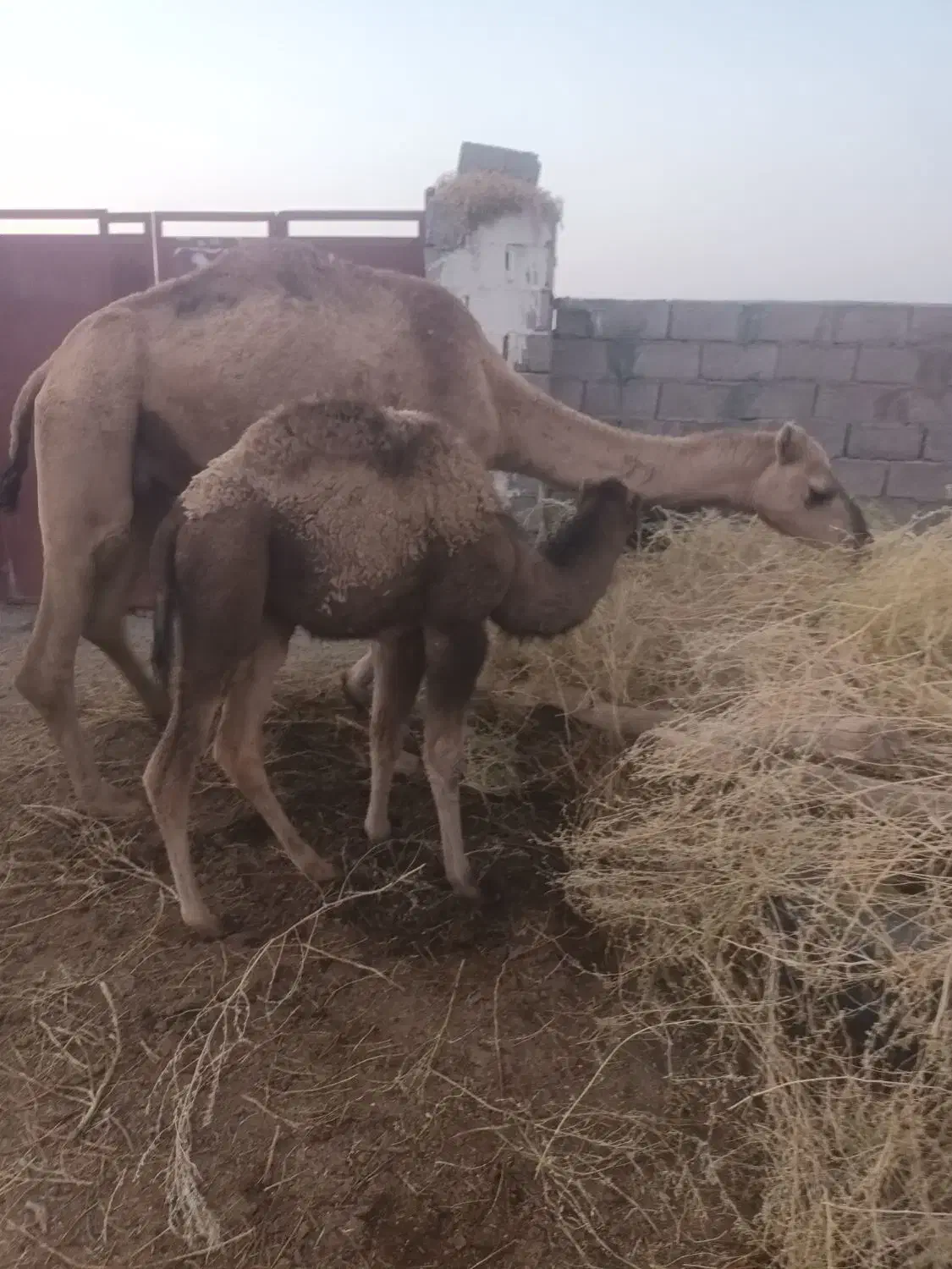 س شتر سندی دوشی هیعتی با هاشی ماده بغورفروشی|حیوانات مزرعه|راور, |دیوار