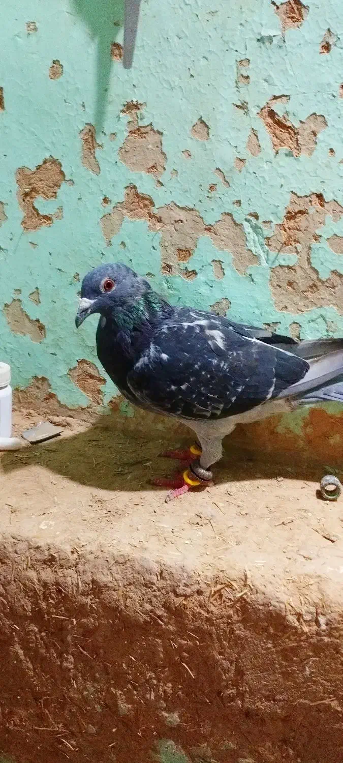 کبوتر|پرنده|شیروان (خراسان), |دیوار