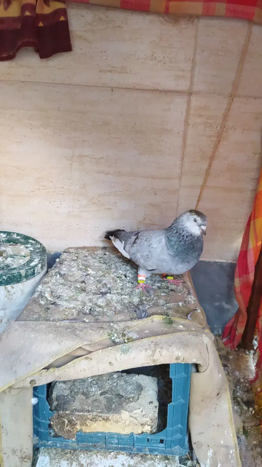 کبوتر|پرنده|شیراز, کوشک میدان|دیوار