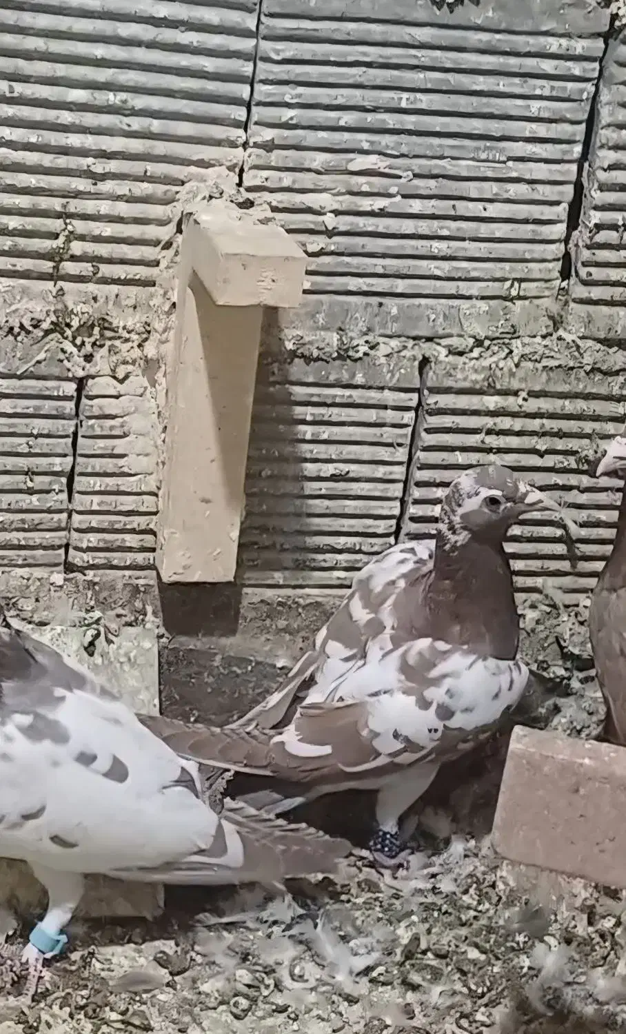 دوکت پلاکی کاکولی ، میولمنز، خوشرنگ ، سرور ، شامی|پرنده|مبارکه, |دیوار