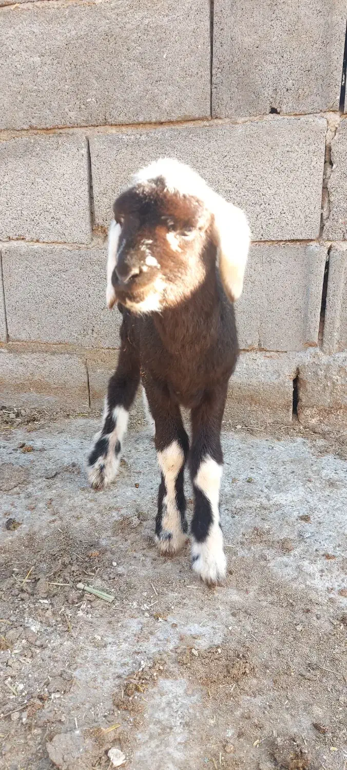 بره زیر میشی|حیوانات مزرعه|شهرکرد, |دیوار