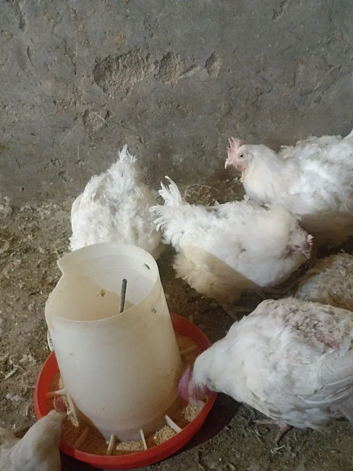 مرغ مادر|حیوانات مزرعه|زارچ, |دیوار