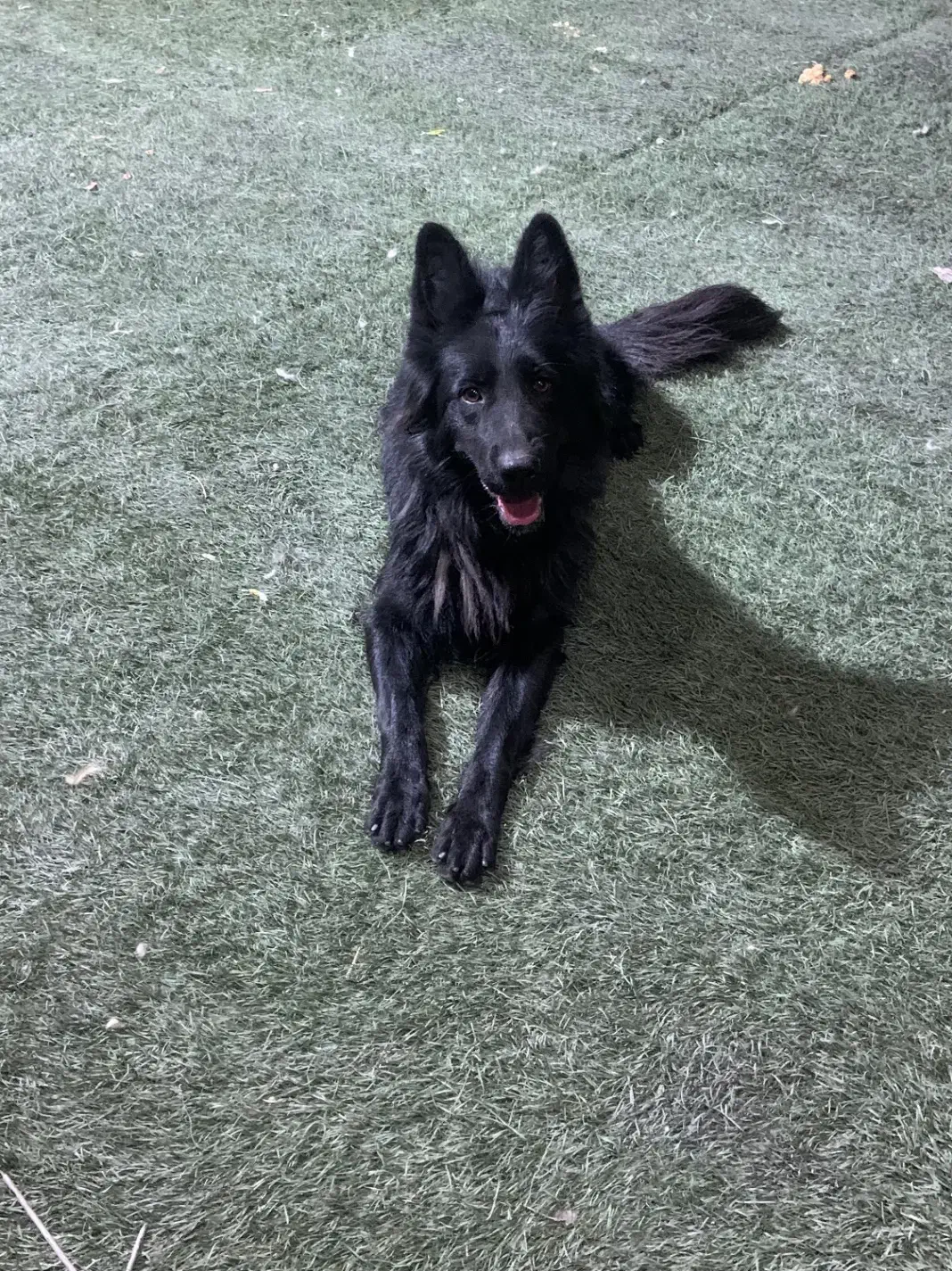 ژرمن بلک ماده|سگ|تهران, تهرانسر مرکزی|دیوار