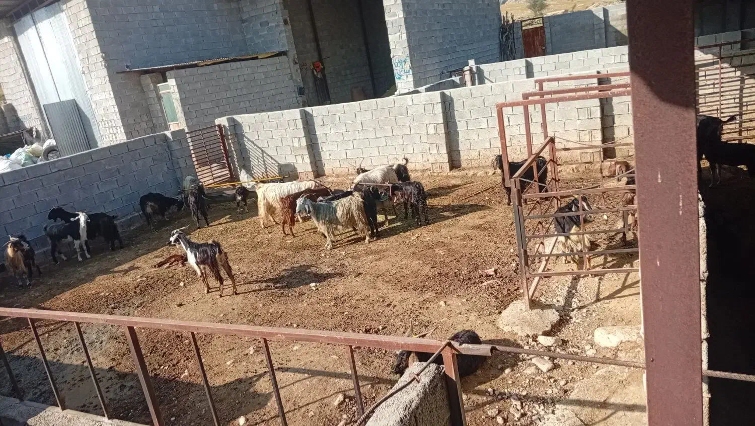 بز.|حیوانات مزرعه|کازرون, |دیوار