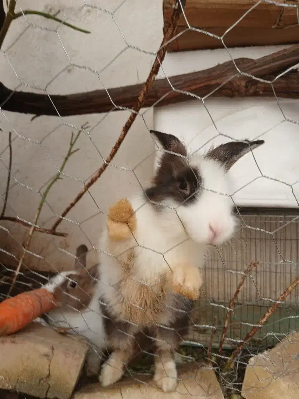 خرگوش|موش و خرگوش|تهران, زنجان جنوبی|دیوار