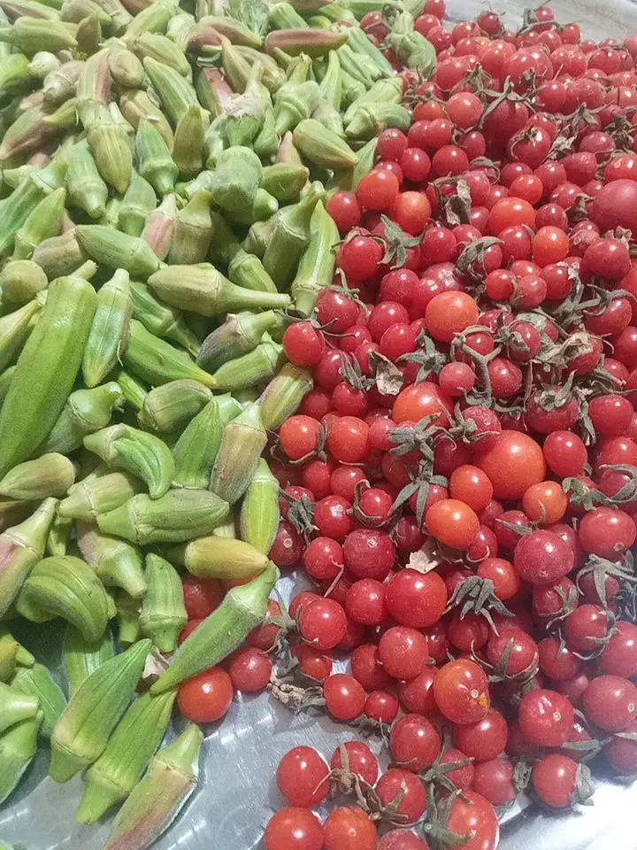 گوجه آلبالویی|خوردنی و آشامیدنی|تایباد, |دیوار