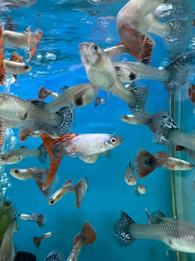 گوپی|ماهی|کرج, شاهین‌ویلا|دیوار