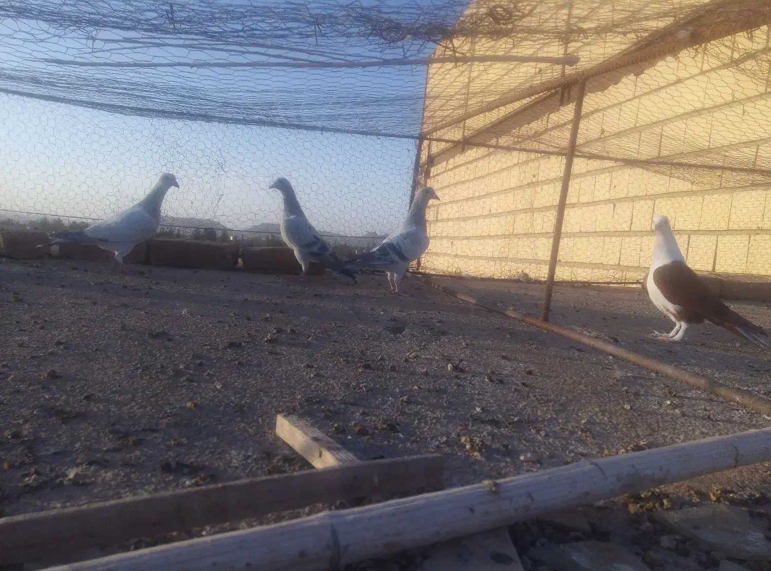 جوجه کفتر|پرنده|ملک‌آباد, |دیوار