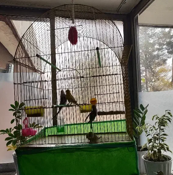 دو جفت مرغ عشق سالم و سرحال همراه با قفس و دونه|پرنده|شاهین‌شهر, شهرک سایت|دیوار