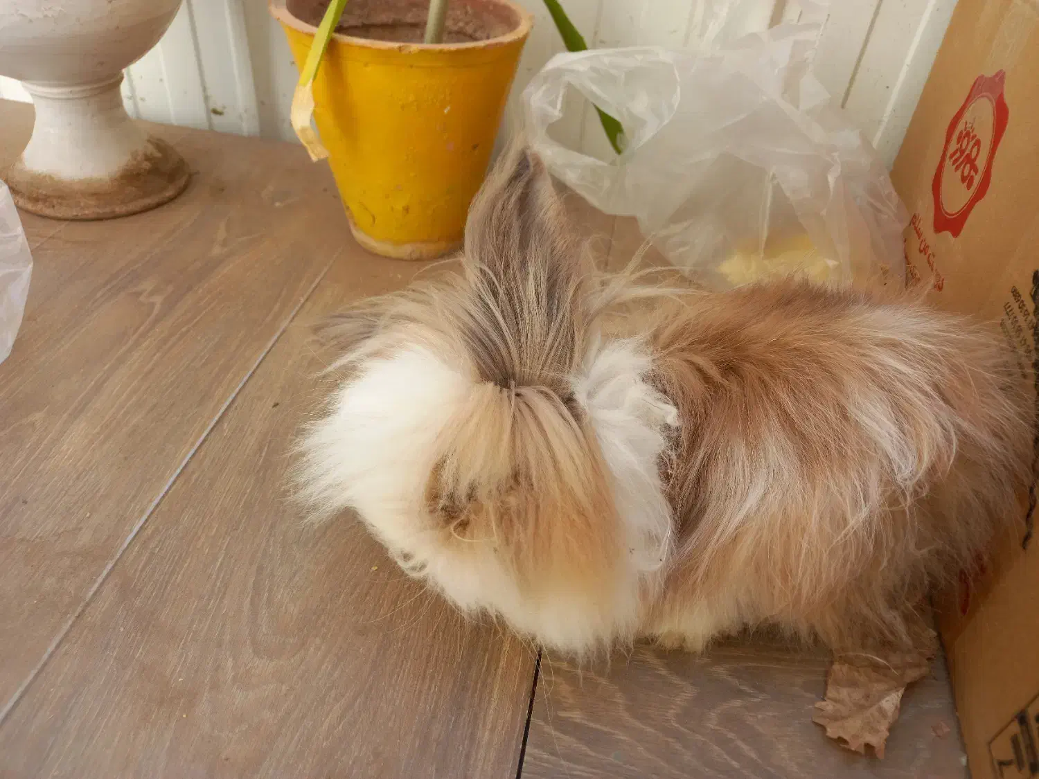 خرگوش لوپ پشمالو|موش و خرگوش|کرمان, |دیوار