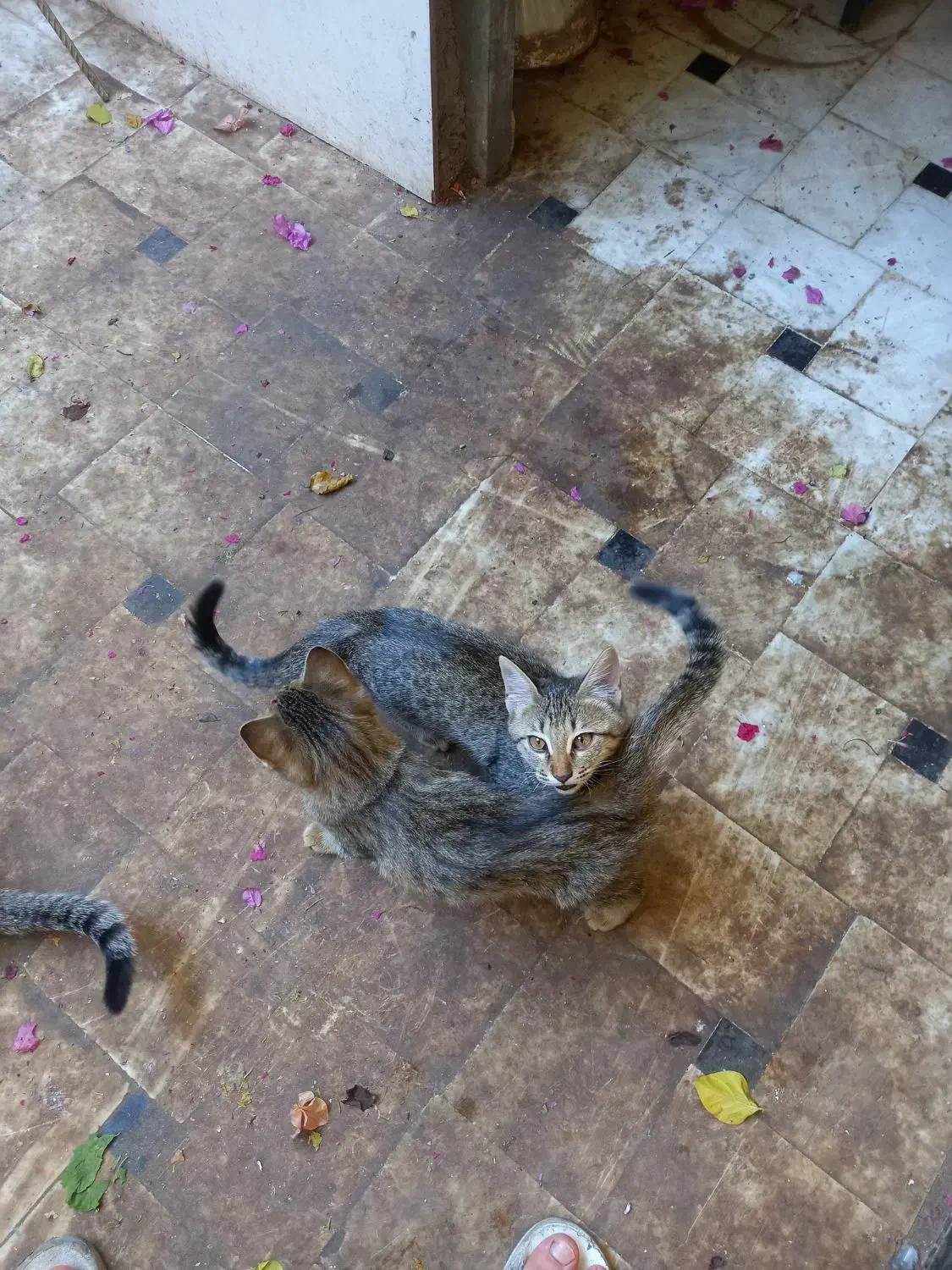 گربه|گربه|قم, دروازه ری|دیوار