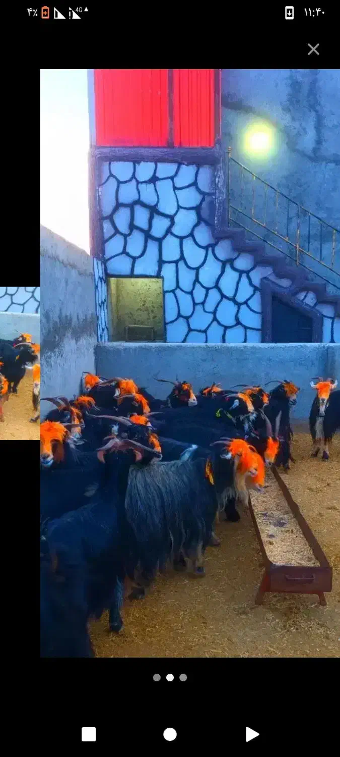 توافقی|حیوانات مزرعه|سیلاخور, |دیوار