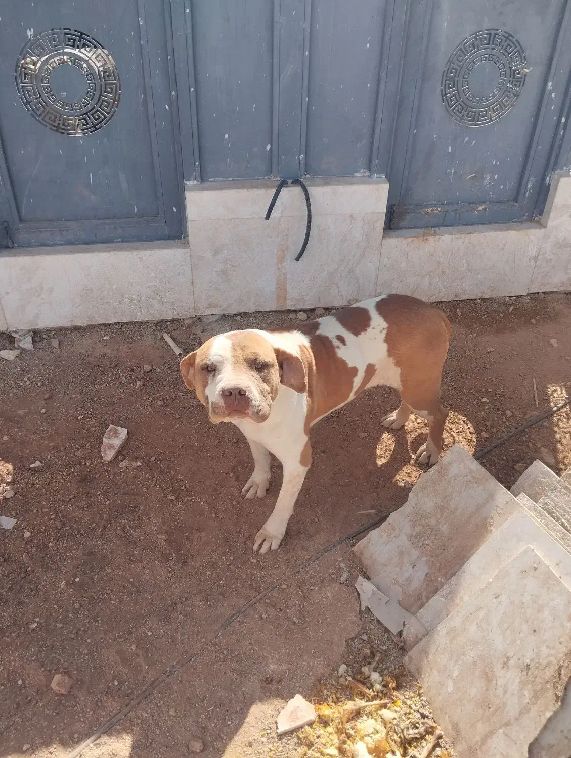 سگ پیت بول ماده|سگ|شیراز, قلات|دیوار