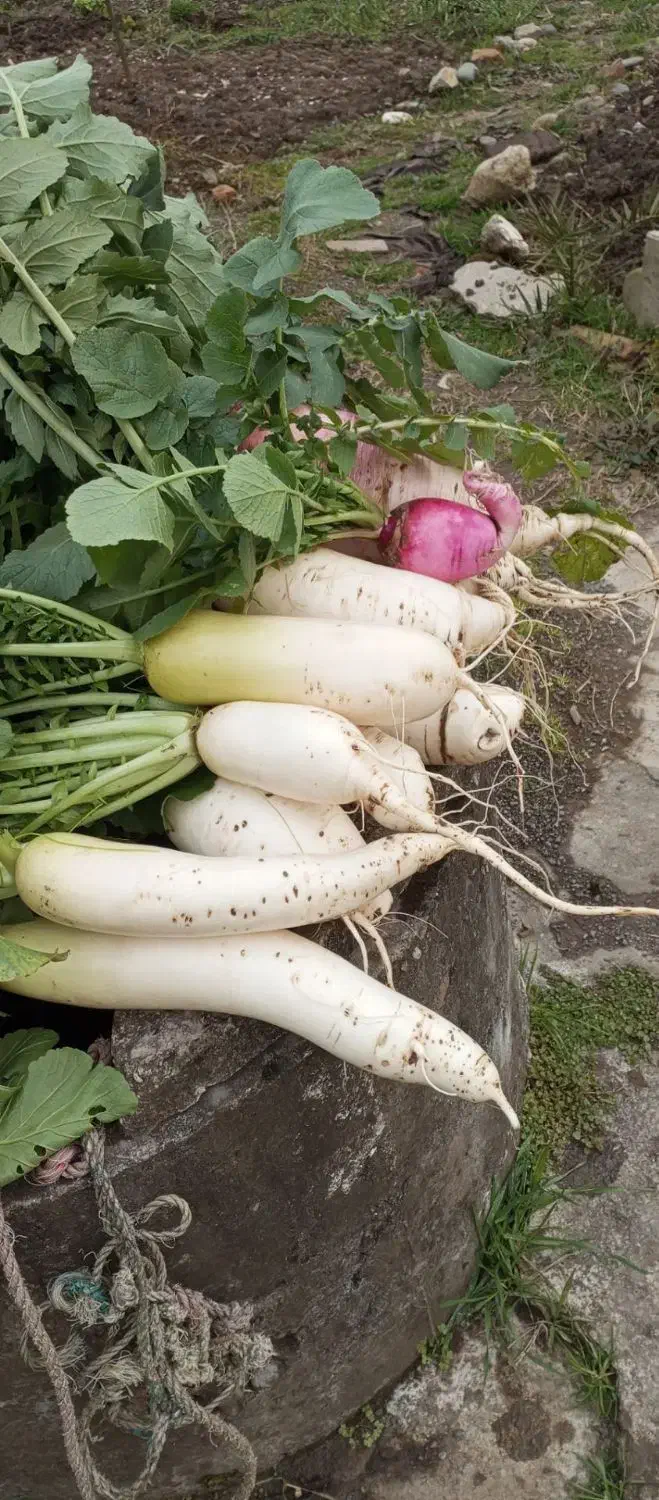 ترب سیاه و سفید و قرمز|خوردنی و آشامیدنی|لاهیجان, لفمجان|دیوار