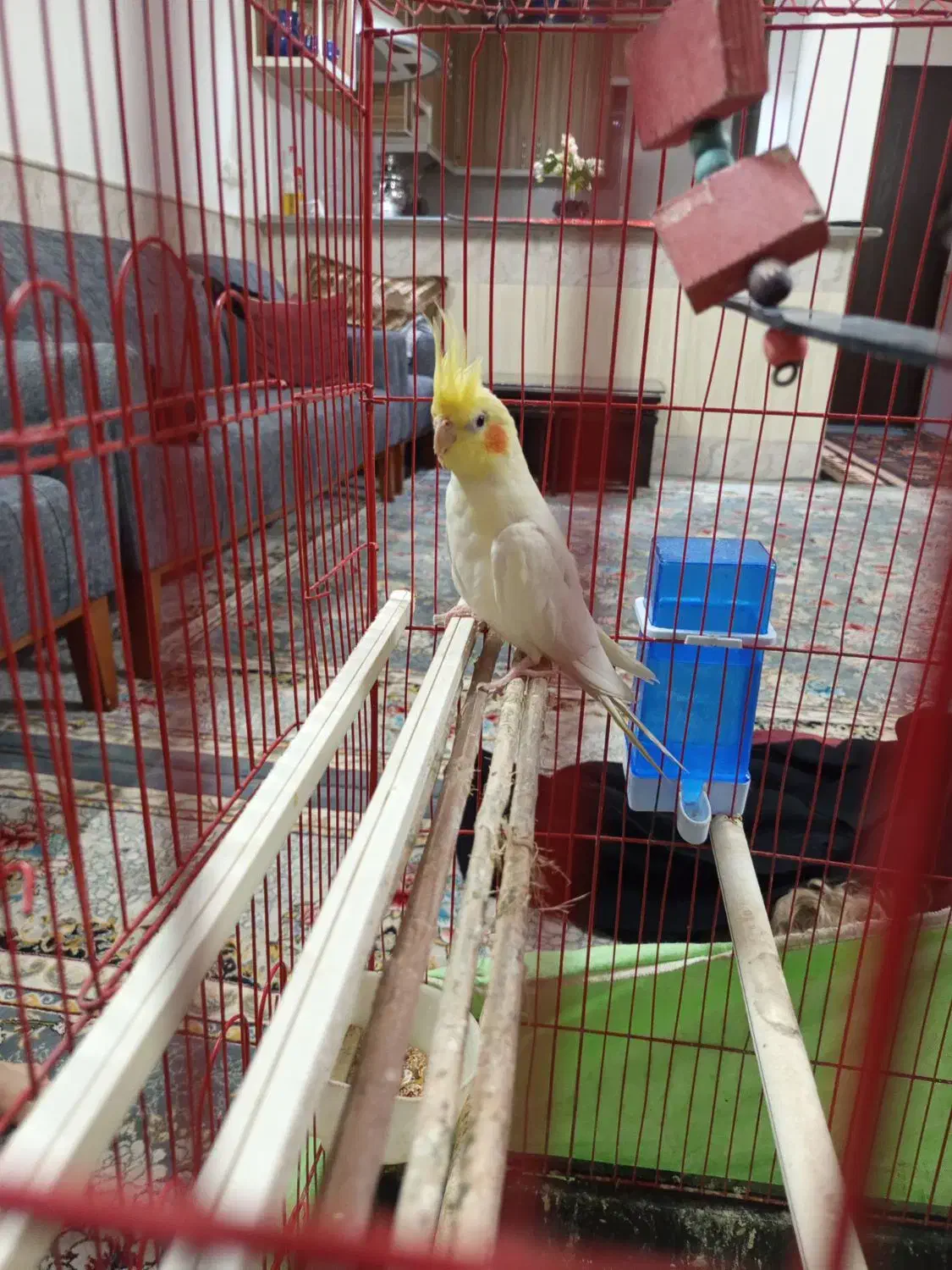 عروس هلندی|پرنده|قم, دانش|دیوار