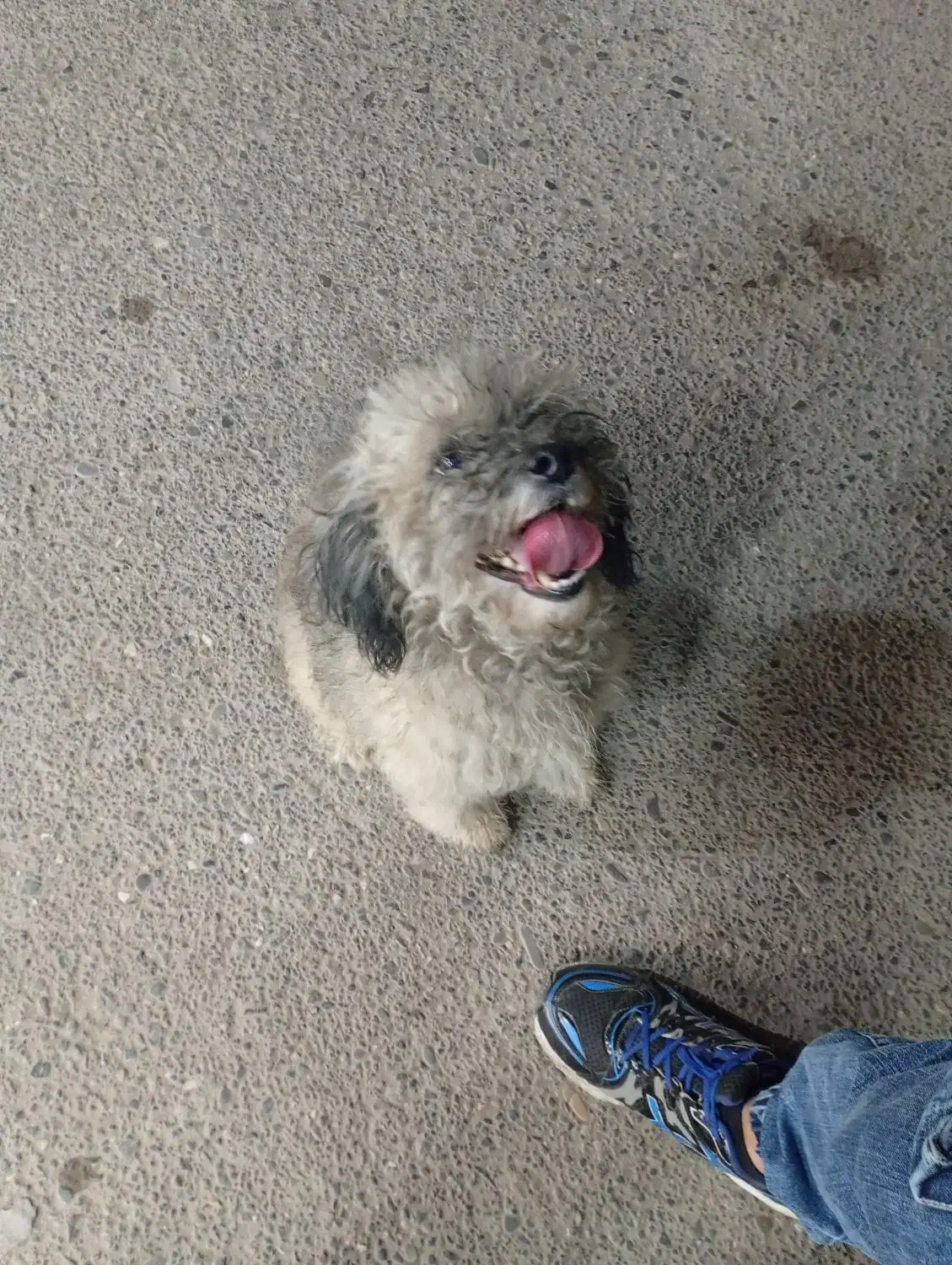 سک پاکوتاه|سگ|آستانه اشرفیه, |دیوار