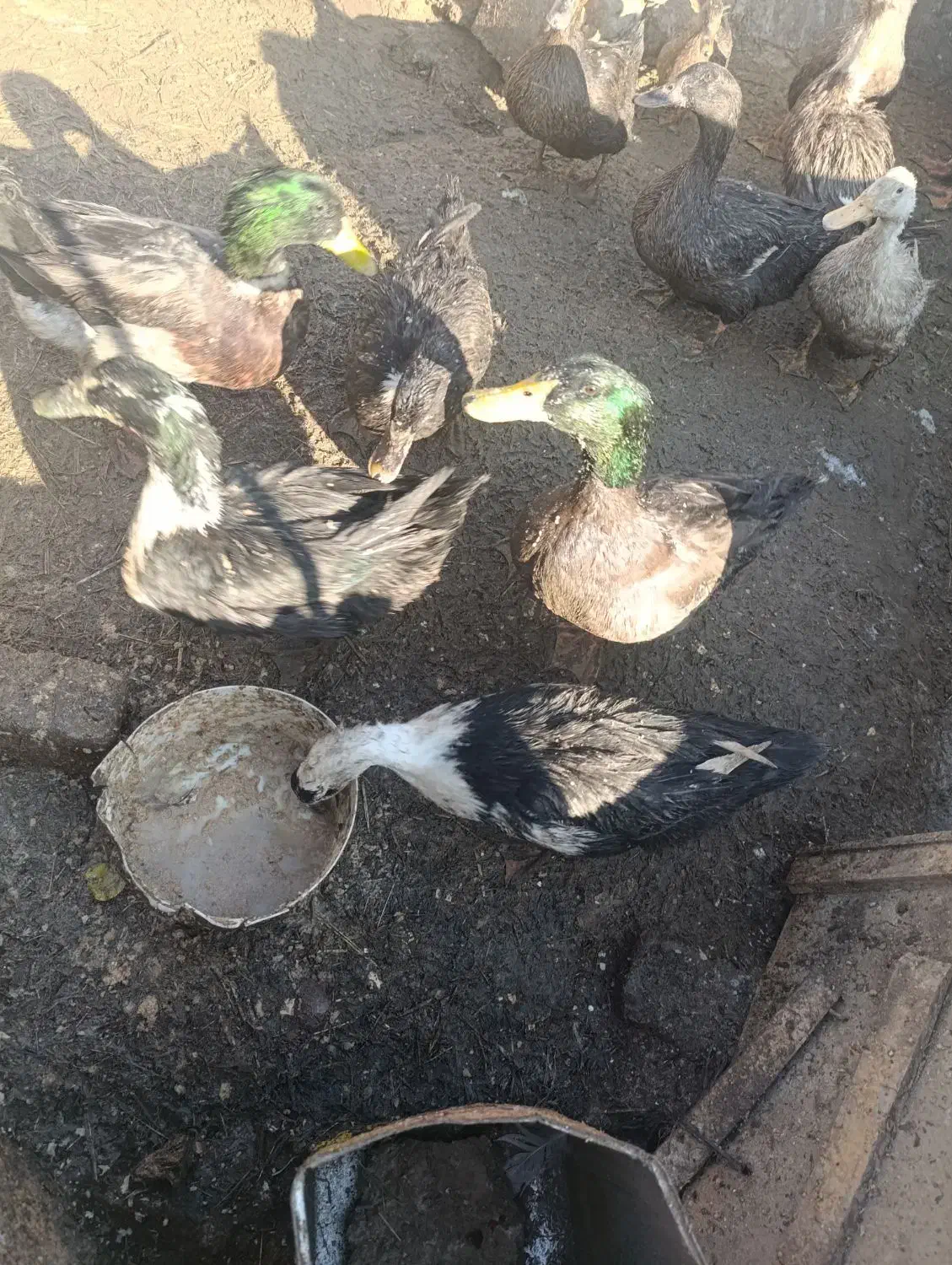 اردک چاق تخمگذار . جوان .زیر قیمت بازار .|حیوانات مزرعه|چناران, |دیوار