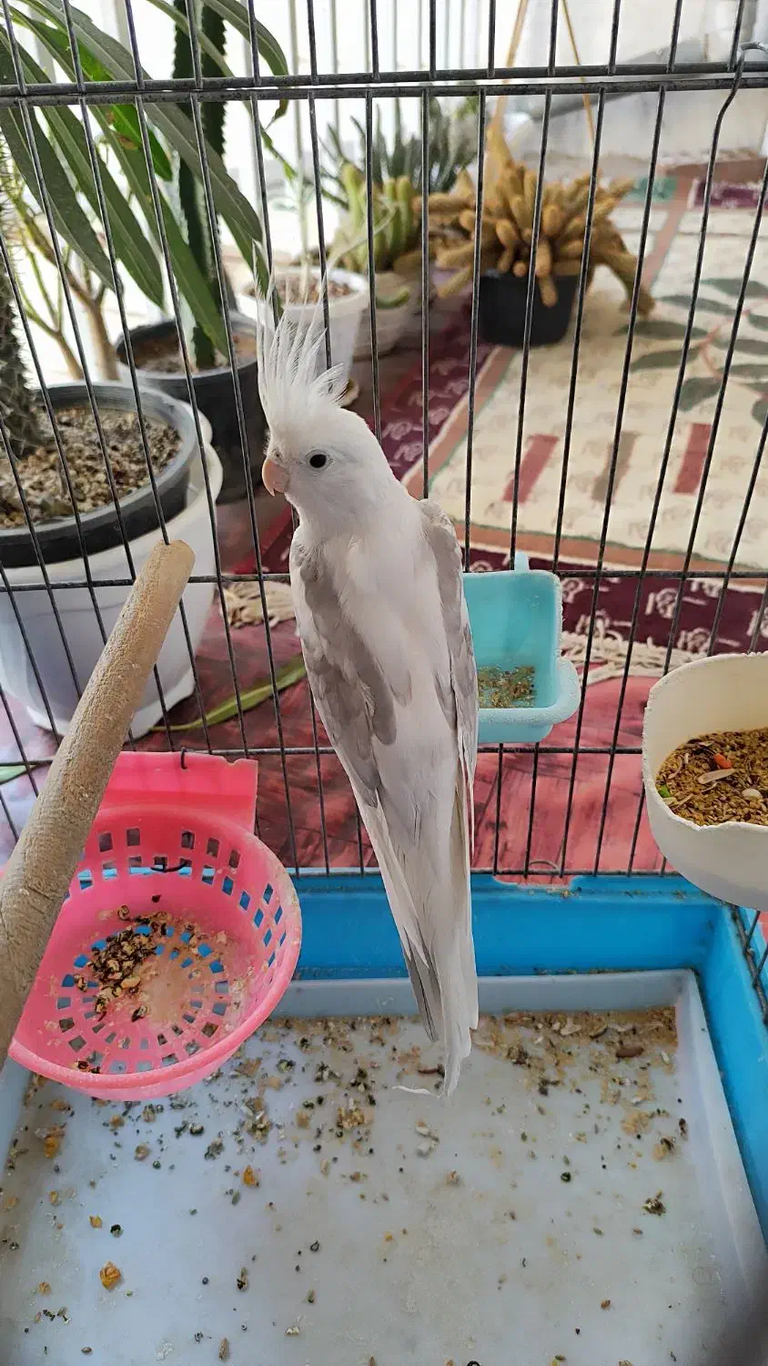 عروس هلندی آلبینو|پرنده|قدس, شهرقدس|دیوار