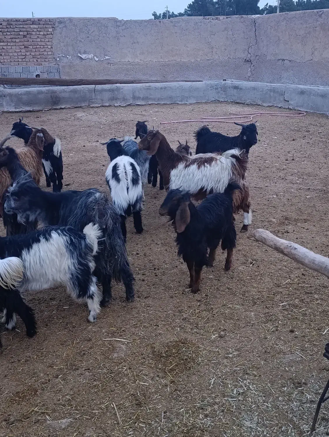 بره وکهره|حیوانات مزرعه|مرودشت, ده بید|دیوار