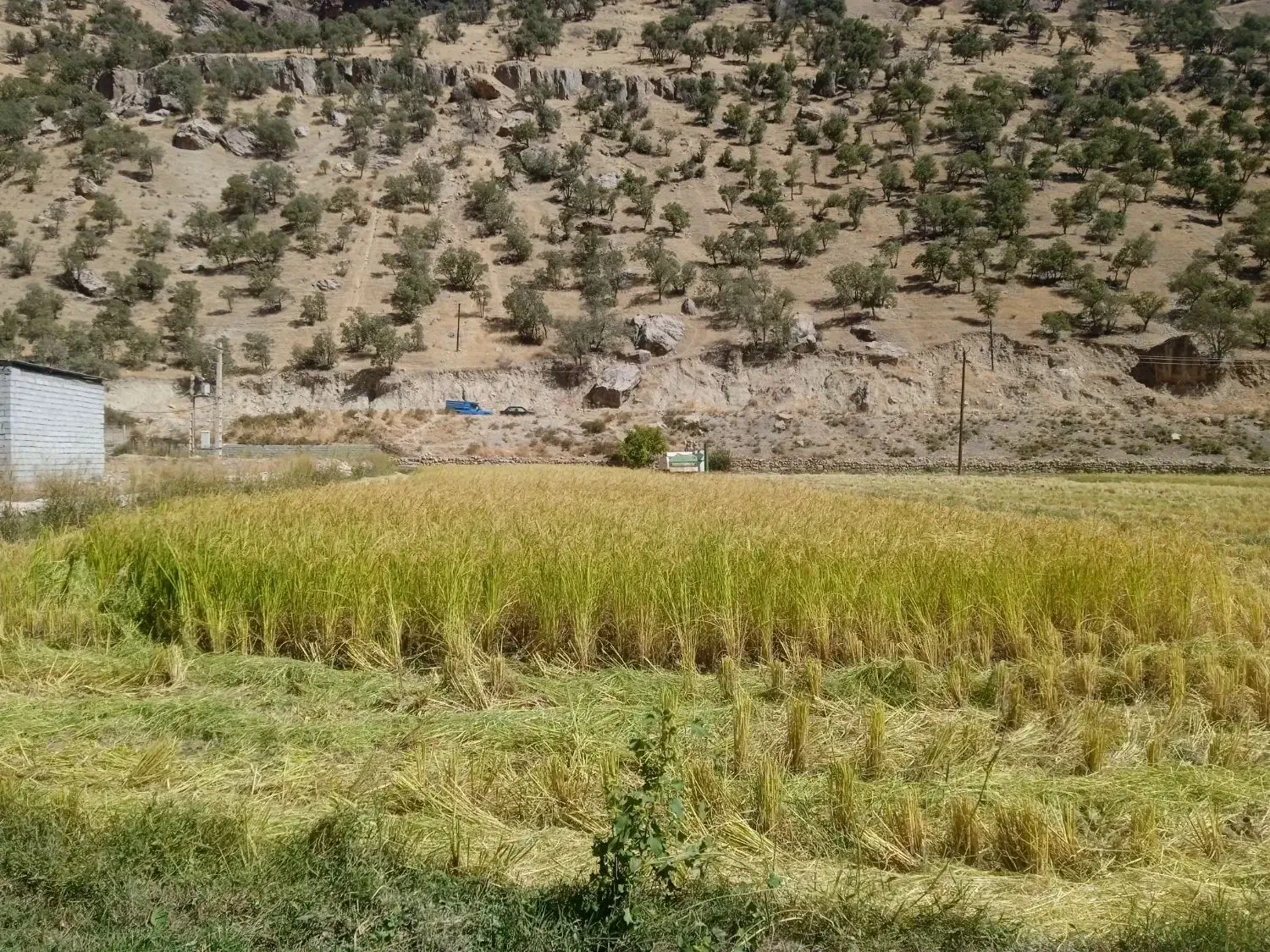 برنج|خوردنی و آشامیدنی|کیار, |دیوار