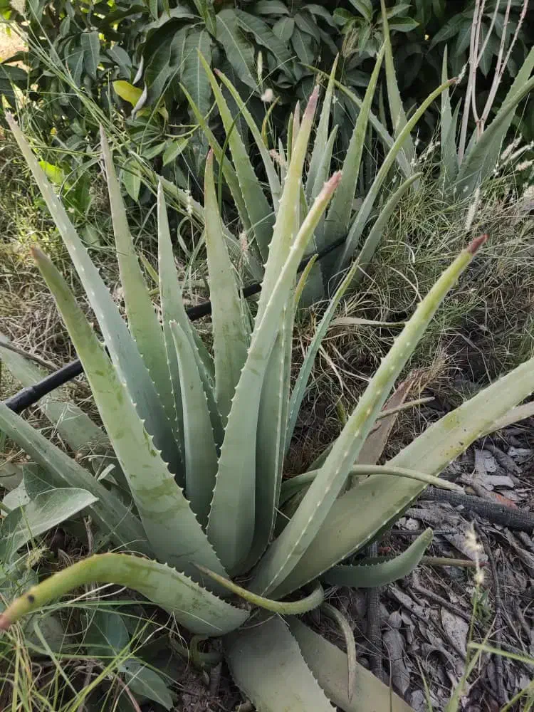 برگ تازه آلوئه ورا|گل و گیاه طبیعی|توکهور, |دیوار