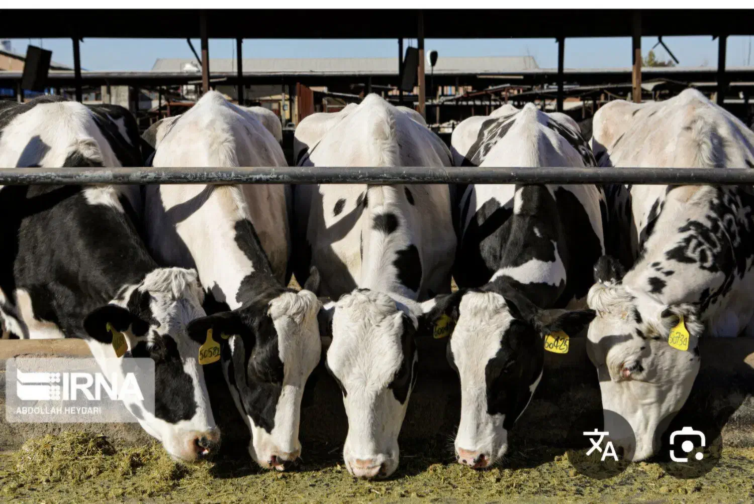 استخدام کارگر گاوداری|استخدام صنعتی، فنی، مهندسی|داراب, |دیوار