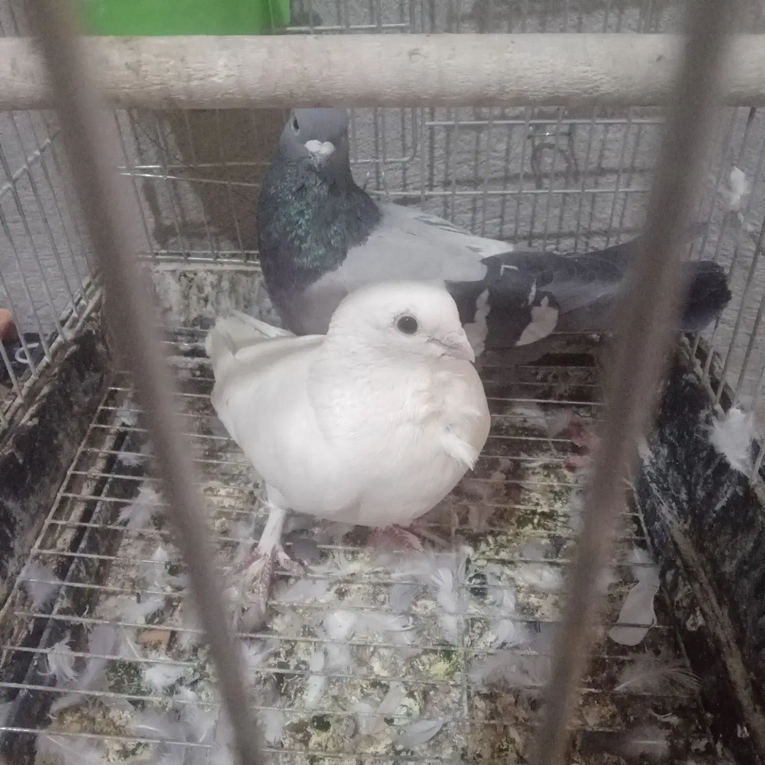 سلام دوستان یک جفت کفتر موشی|پرنده|طسوج, |دیوار