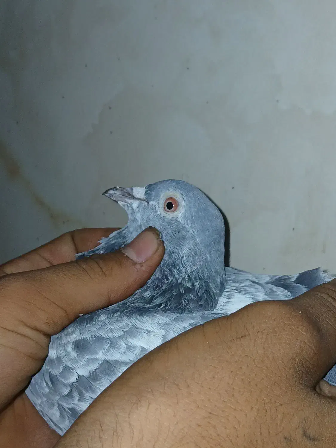 کفتر تیدی پاکستانی|پرنده|شادگان, |دیوار