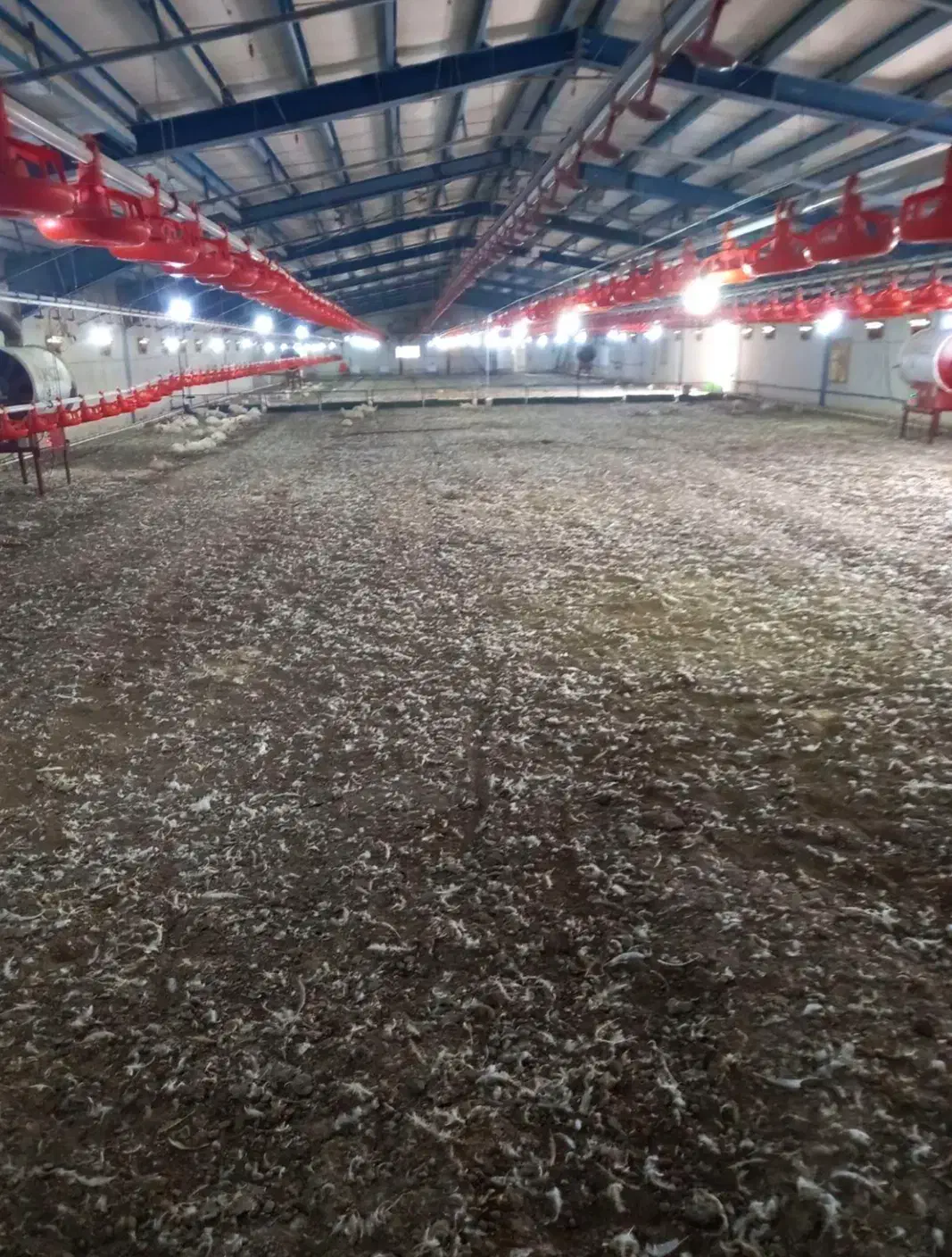 کود مرغی|خدمات باغبانی و درختکاری|سرپل ذهاب, |دیوار