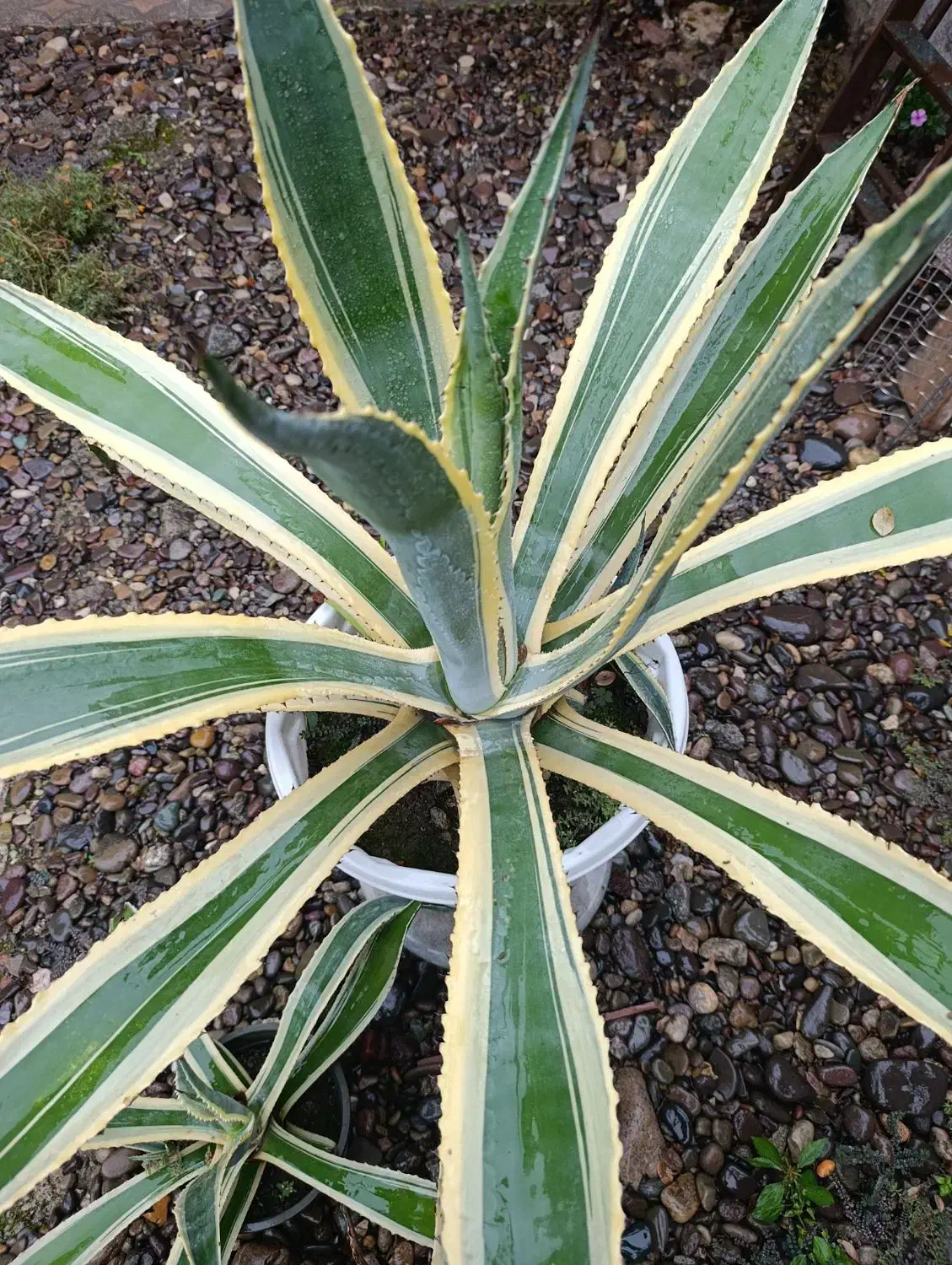 گل آگاو|گل و گیاه طبیعی|رشت, حومه رشت|دیوار