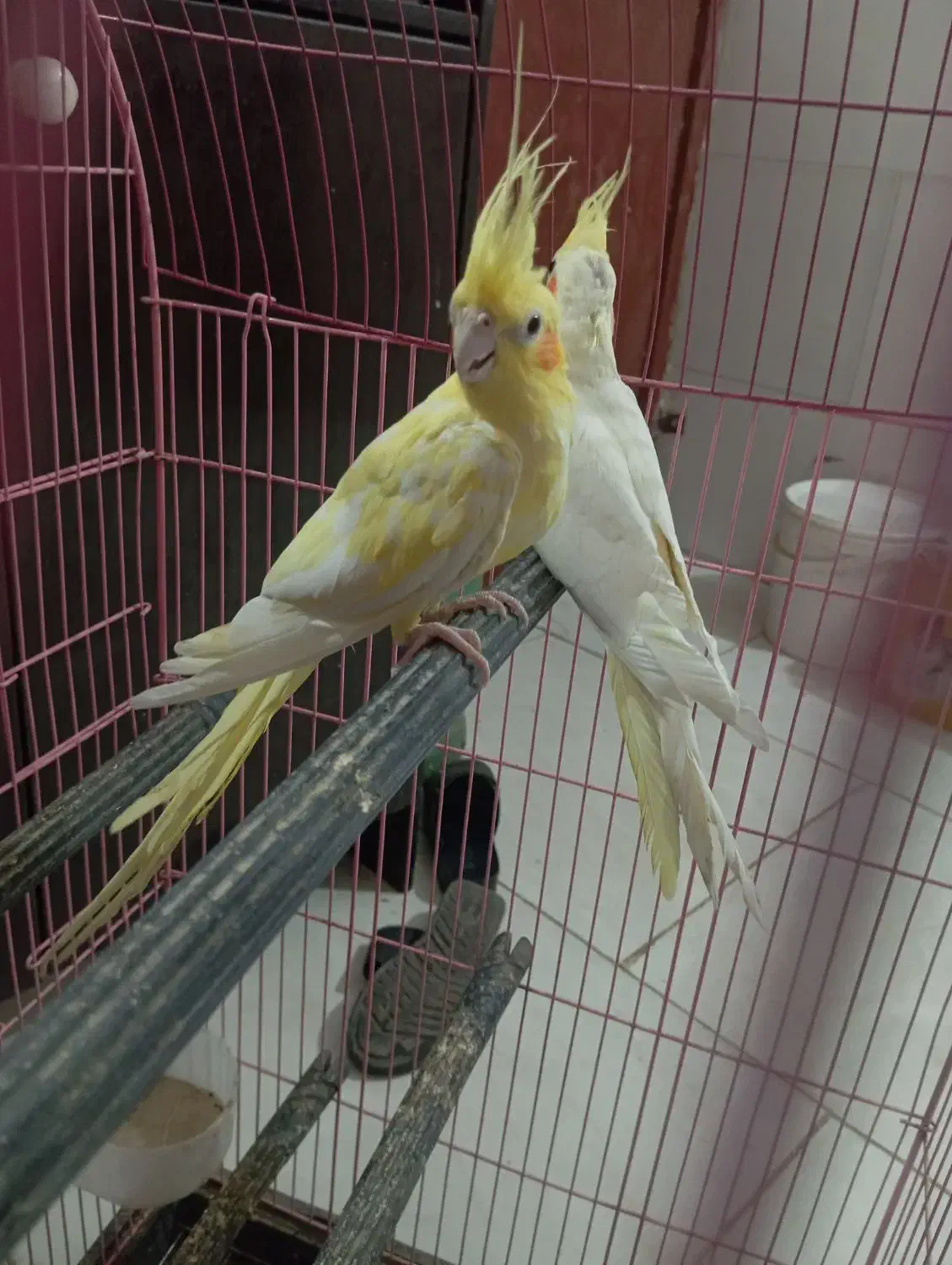 عروس هلندی|پرنده|میناب, |دیوار