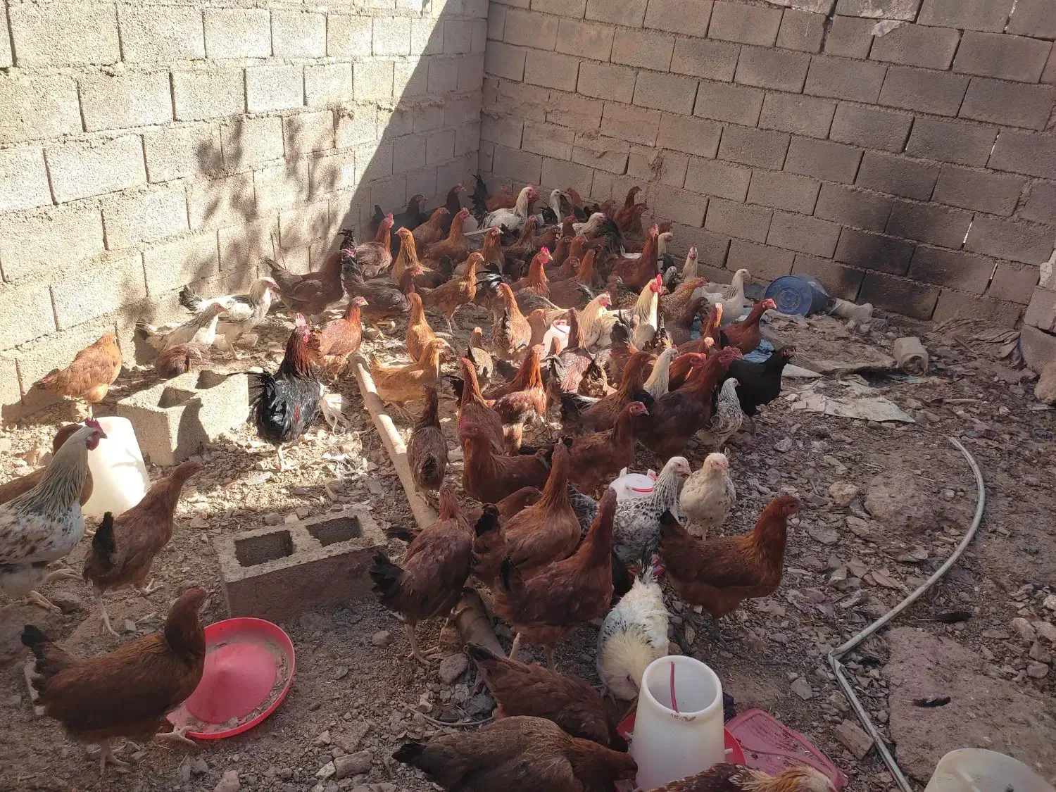 سلام مرغ تخمی|حیوانات مزرعه|تایباد, |دیوار