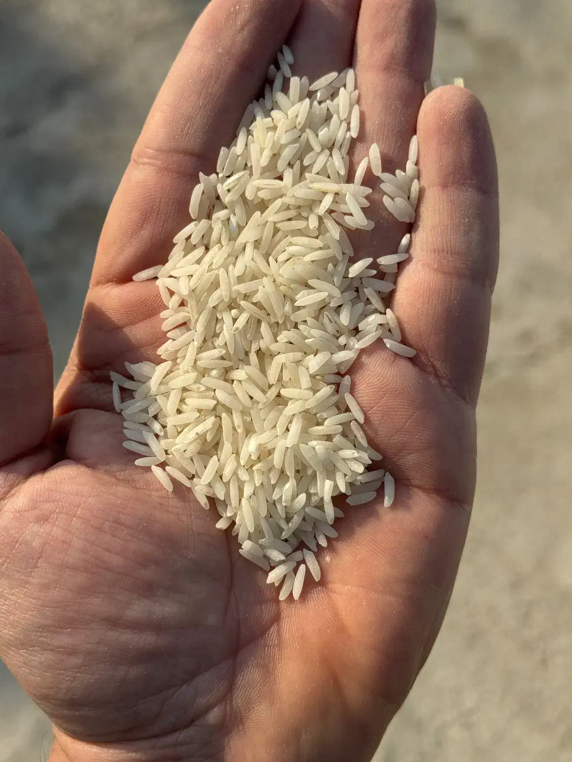 فروش برنج و نیم دانه بصورت ۱۰ کیلو مصارف خانگی|خوردنی و آشامیدنی|تهران, فلسطین (میدان انقلاب)|دیوار