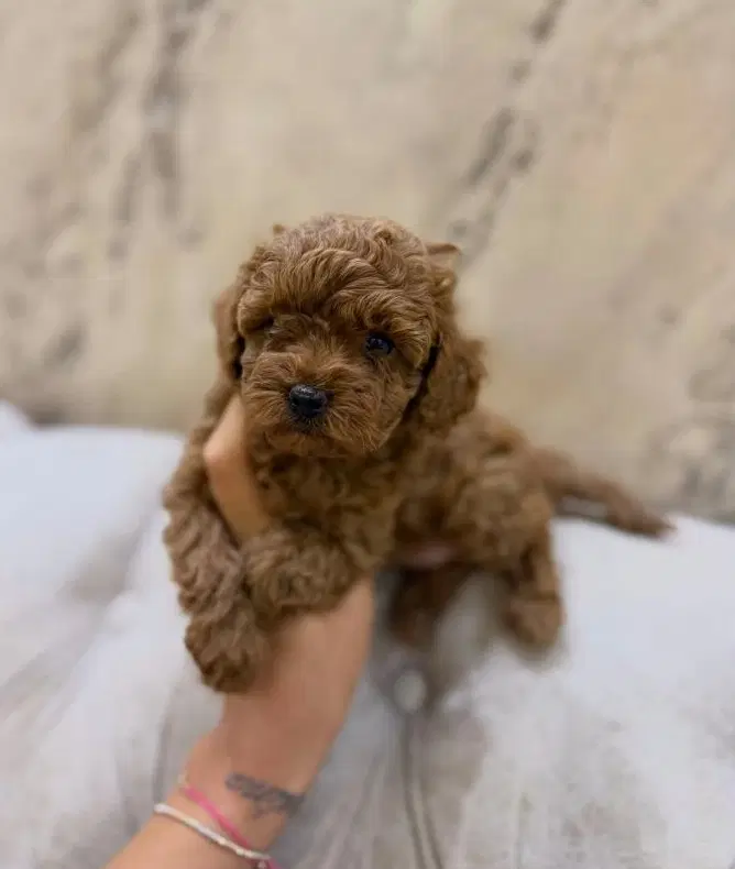 poodle--توی|سگ|تهران, پونک|دیوار
