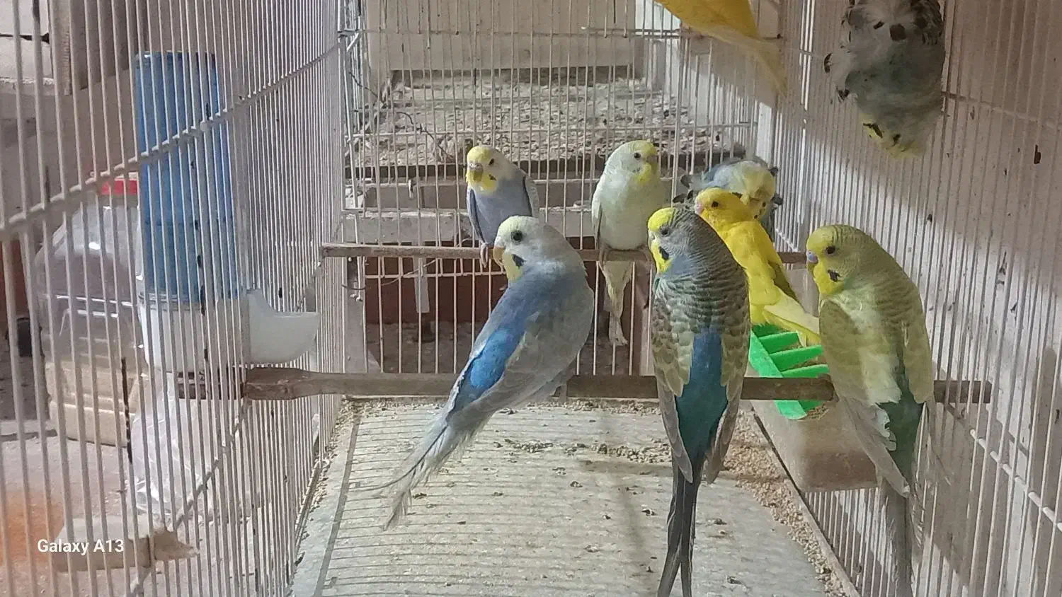 فروش تعدادی پرنده سالنی|پرنده|ساری, |دیوار