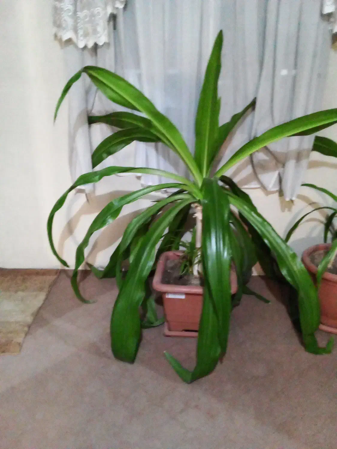 فروش گیاه ملکه اشکی|گل و گیاه طبیعی|اصفهان, محمودآباد|دیوار