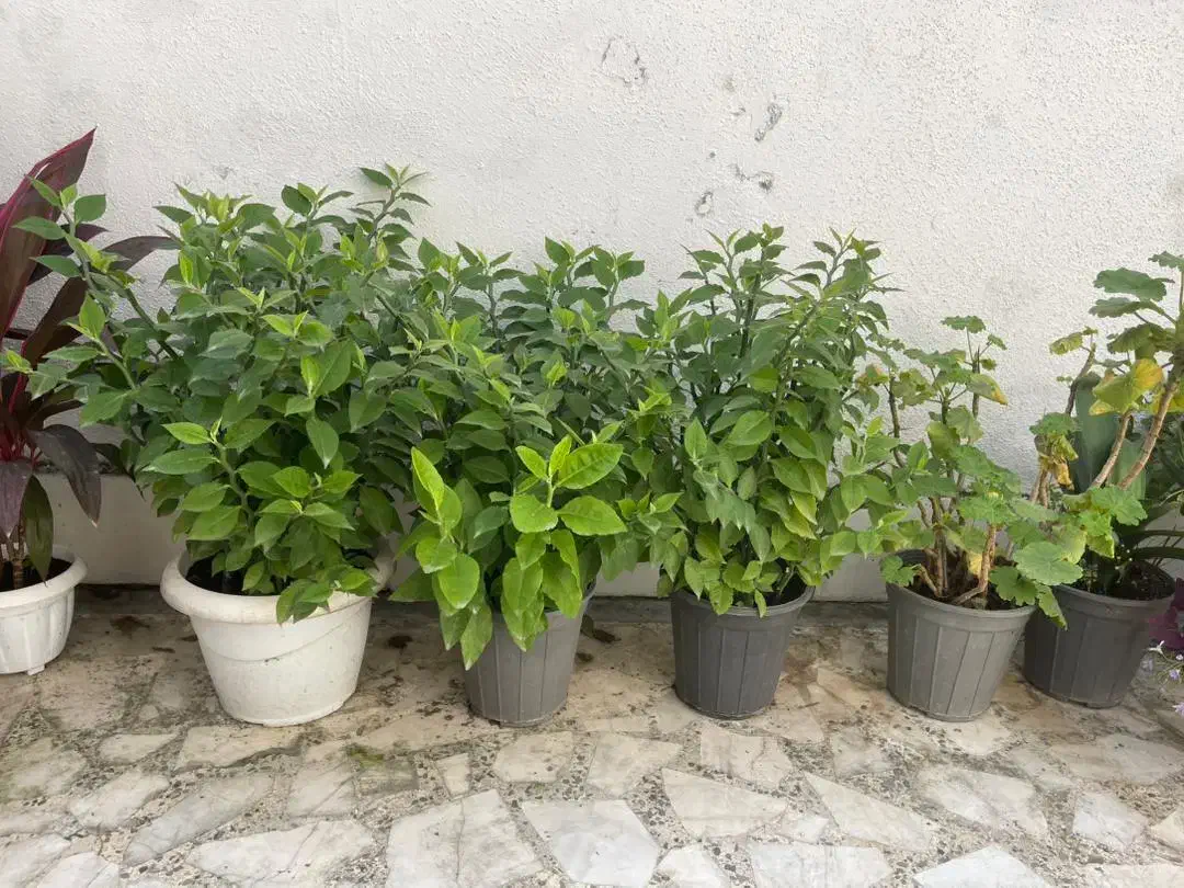 گلهای زیبا|گل و گیاه طبیعی|رشت, دیلمان|دیوار