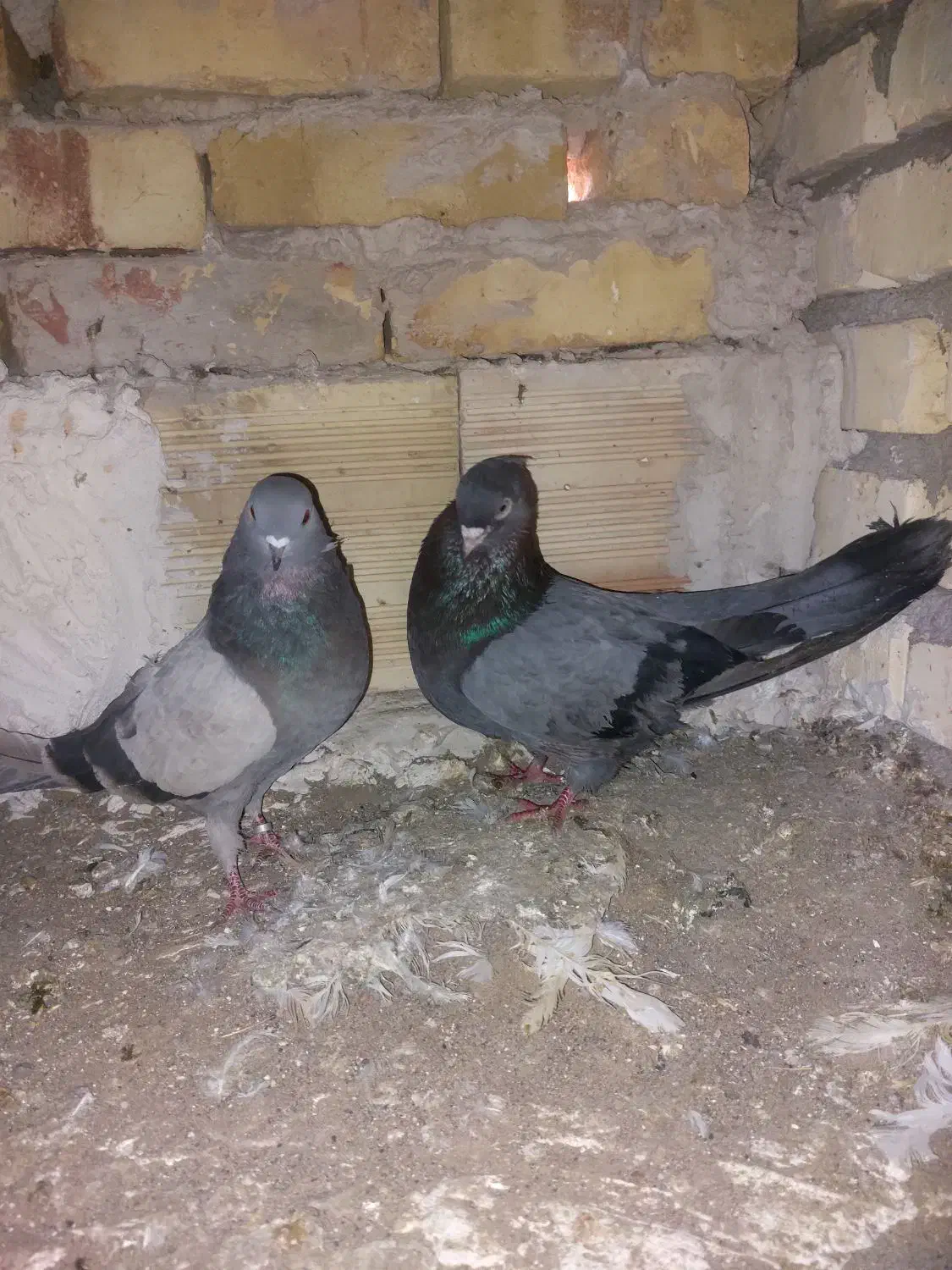 کفتر|پرنده|بستان آباد, |دیوار