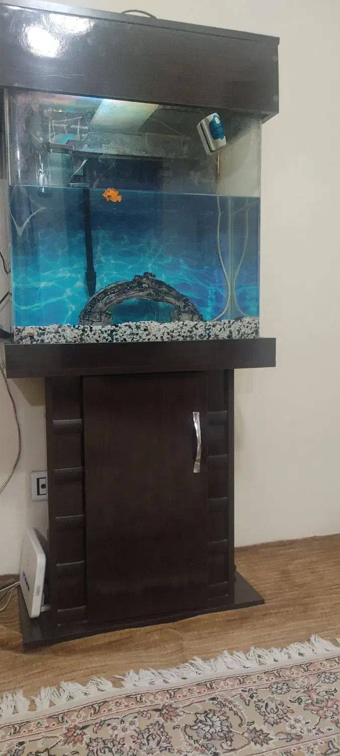 آکواریم ۶۰شیشه خم|ماهی|تهران, شهید فکوری|دیوار