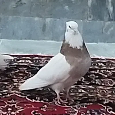 طوقی عروسک|پرنده|طبس, |دیوار