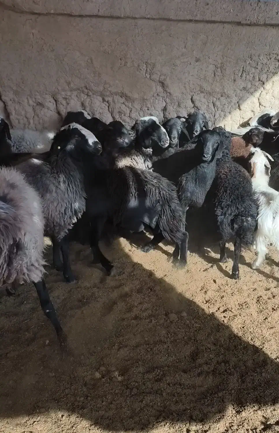 بره|حیوانات مزرعه|ابرکوه, |دیوار