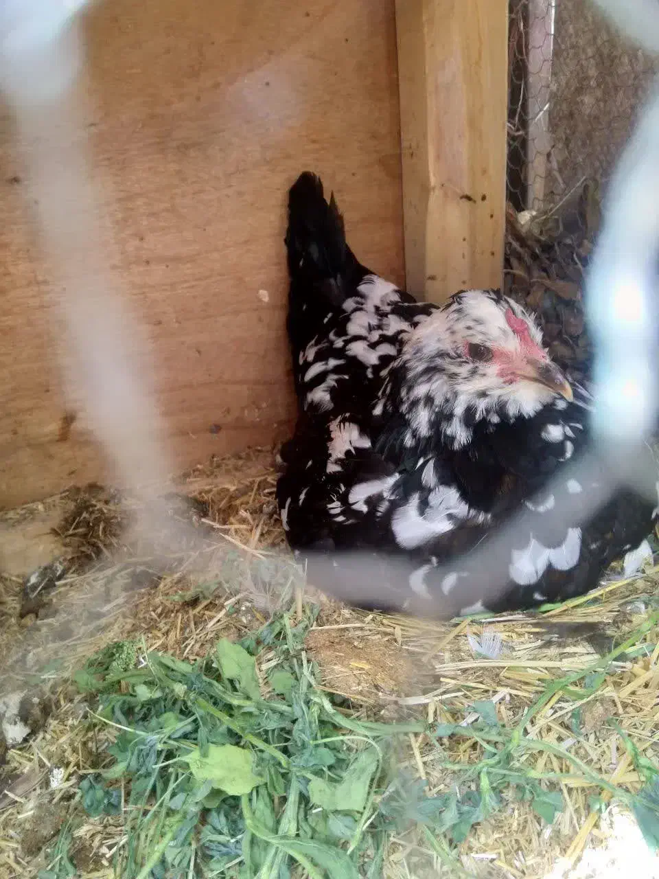 تخم مرغ گلین پنگوئن  نطفه دار|حیوانات مزرعه|قم, قلعه عموحسین|دیوار