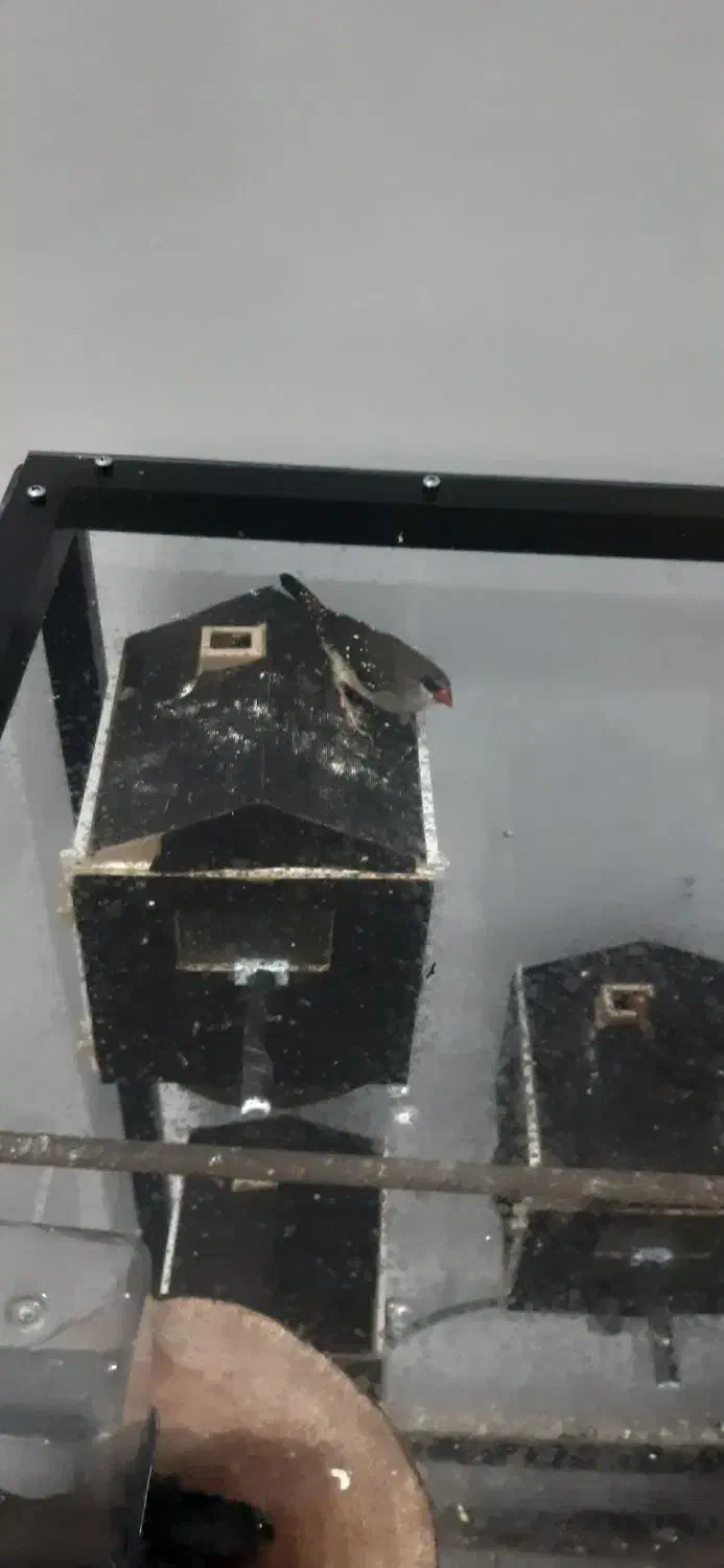 فنچ توت فرنگی|پرنده|اسلامشهر, شهرک جانبازان|دیوار